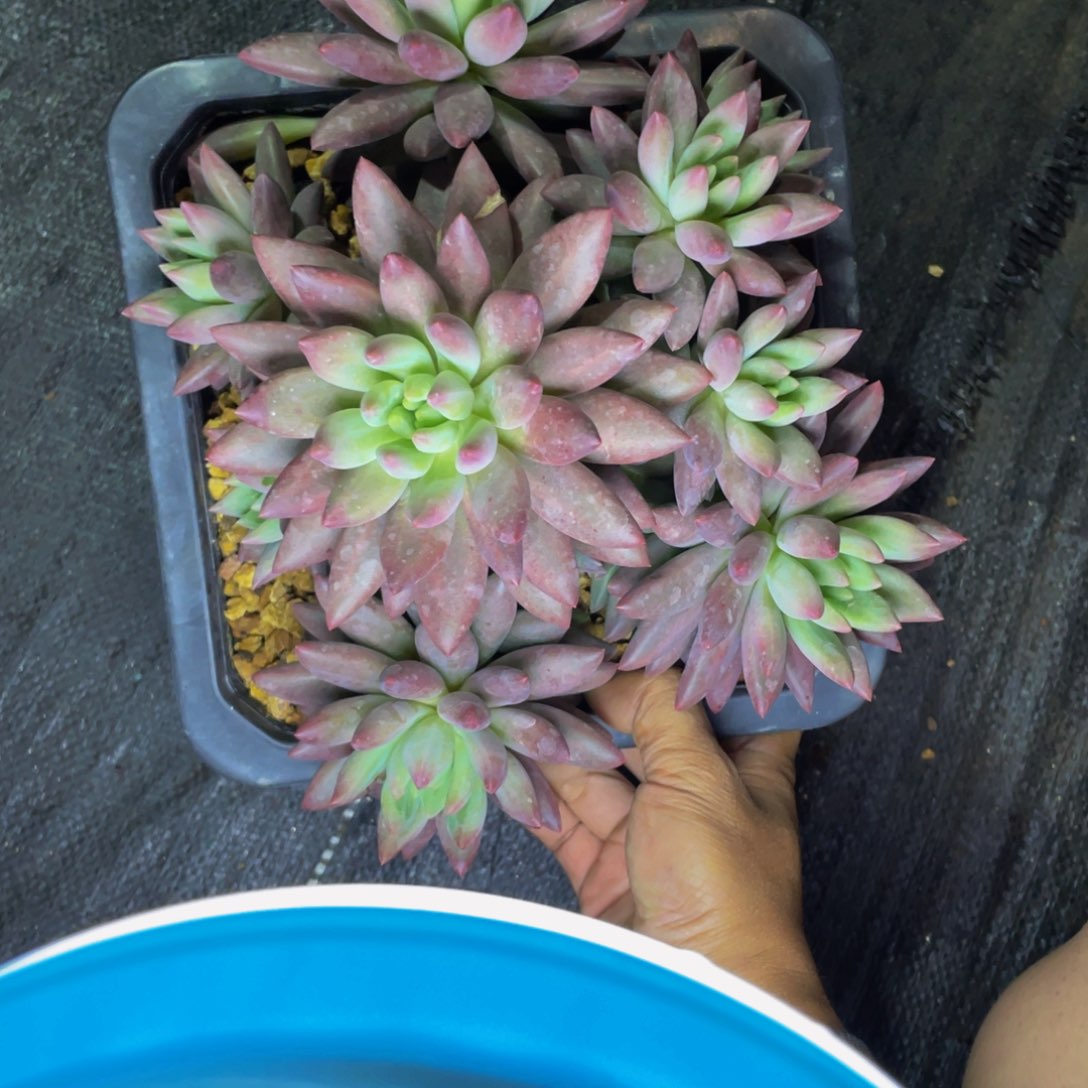 无花朵红蜻蜓大群