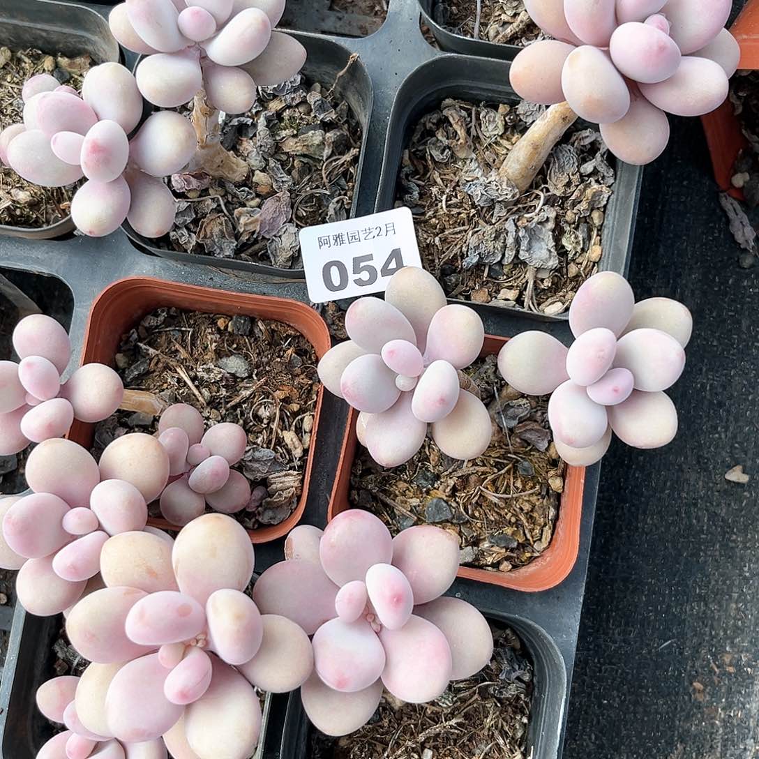 阿雅园艺。    054