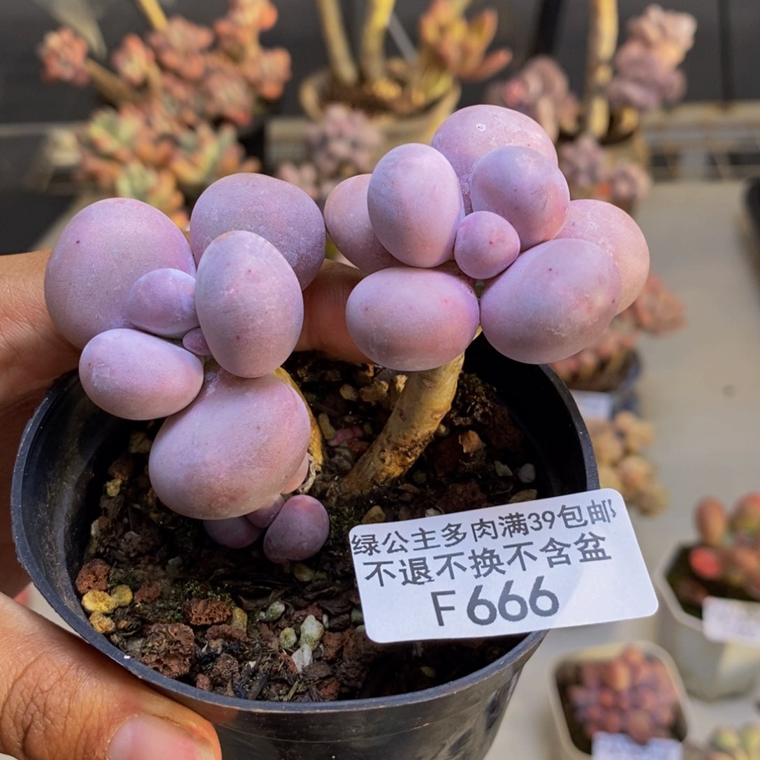 666芭比奶多肉6cm