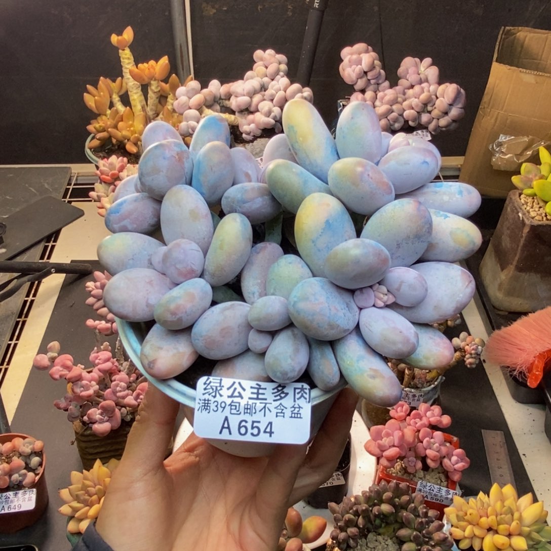 654水光针多肉13cm