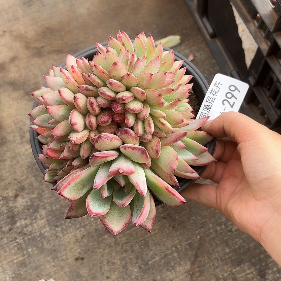 ～***～同温层多肉拉糖缀299