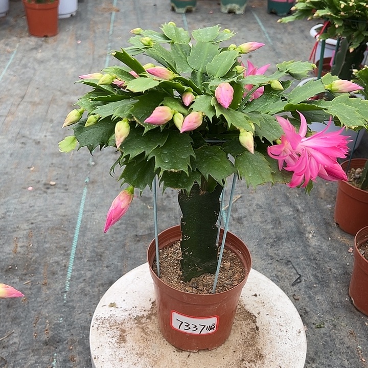 2277蟹爪兰尾号7337