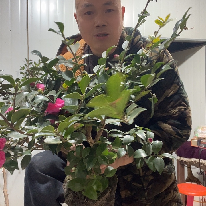 无花朵123456789099