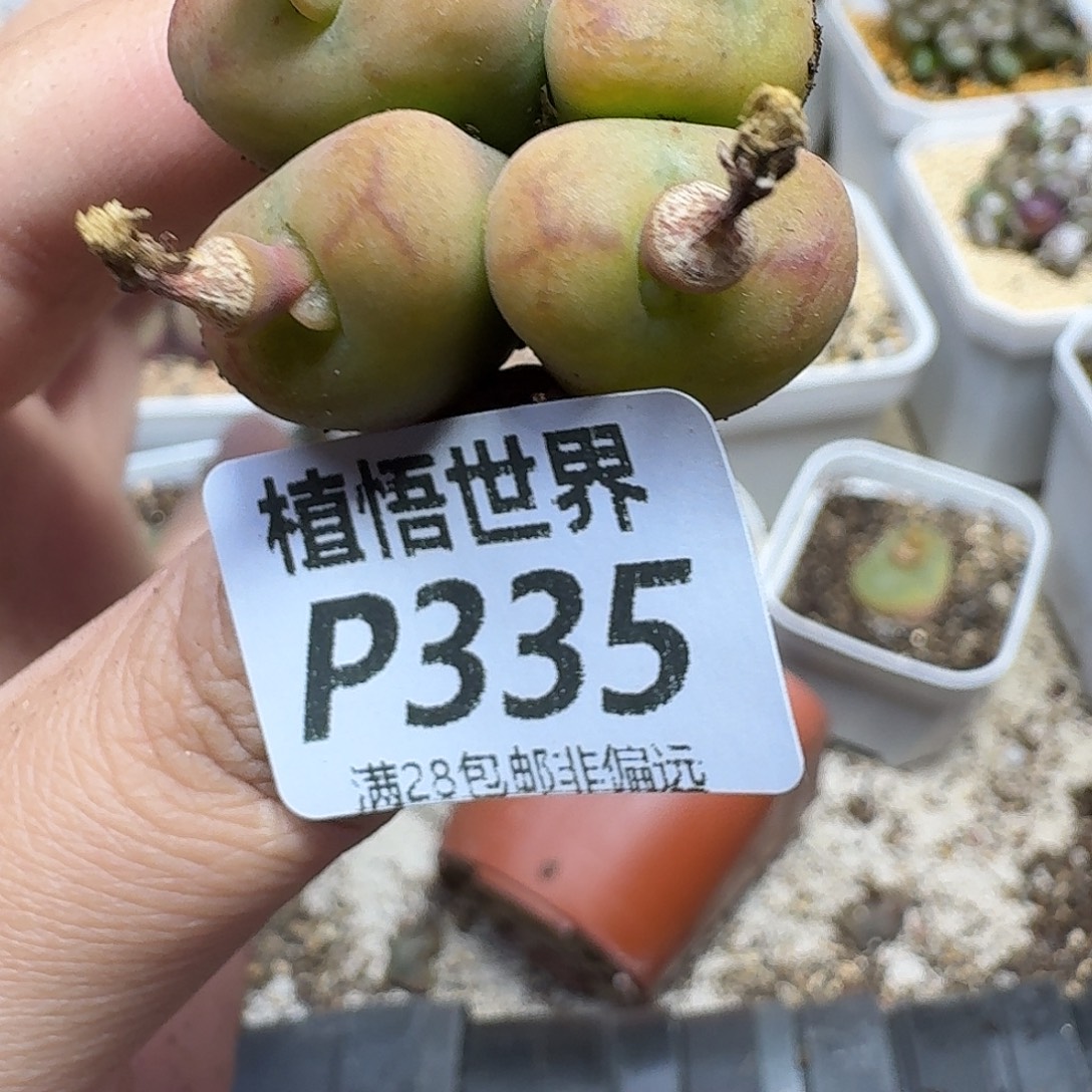 多肉植物的人啊gbnm