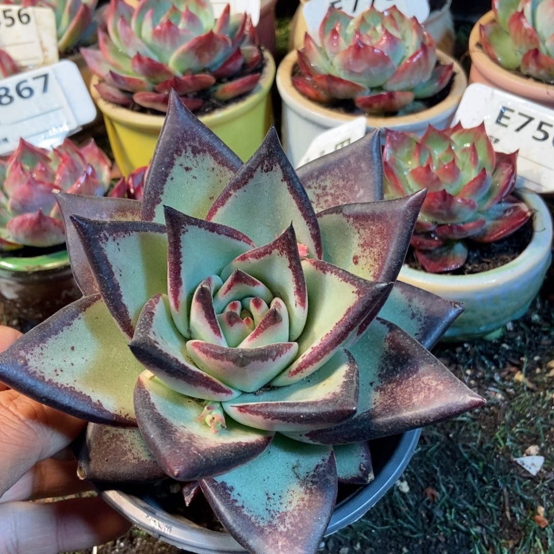 乌木多肉植物保护研究所