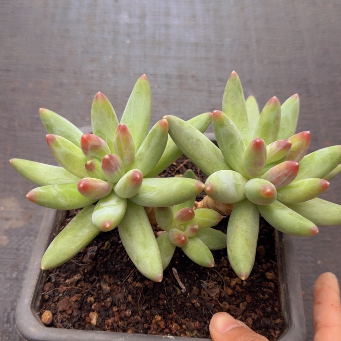 庄****庄庄姐姐多肉植物