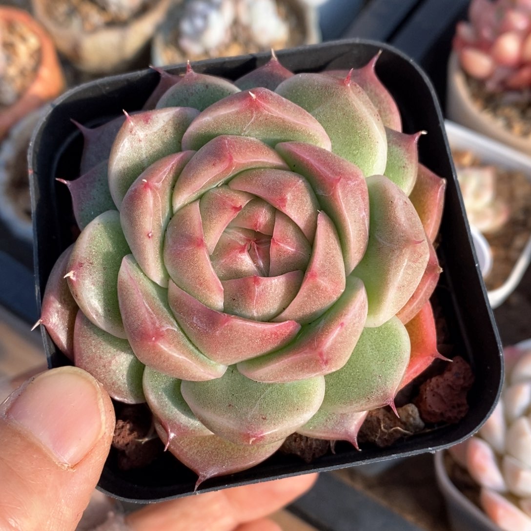 精品多肉一物一拍146