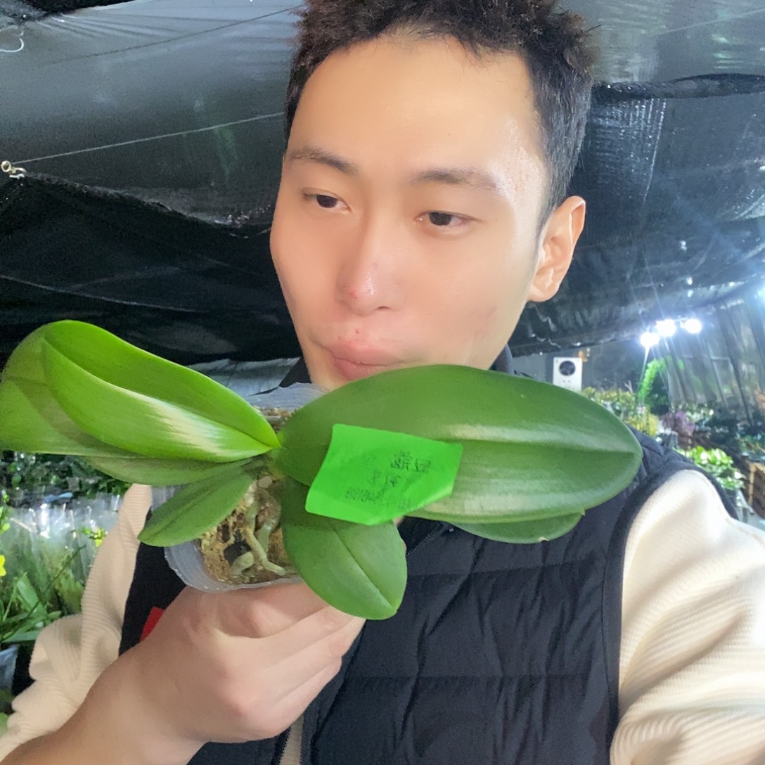 无花朵豆蔻年华蝴蝶兰