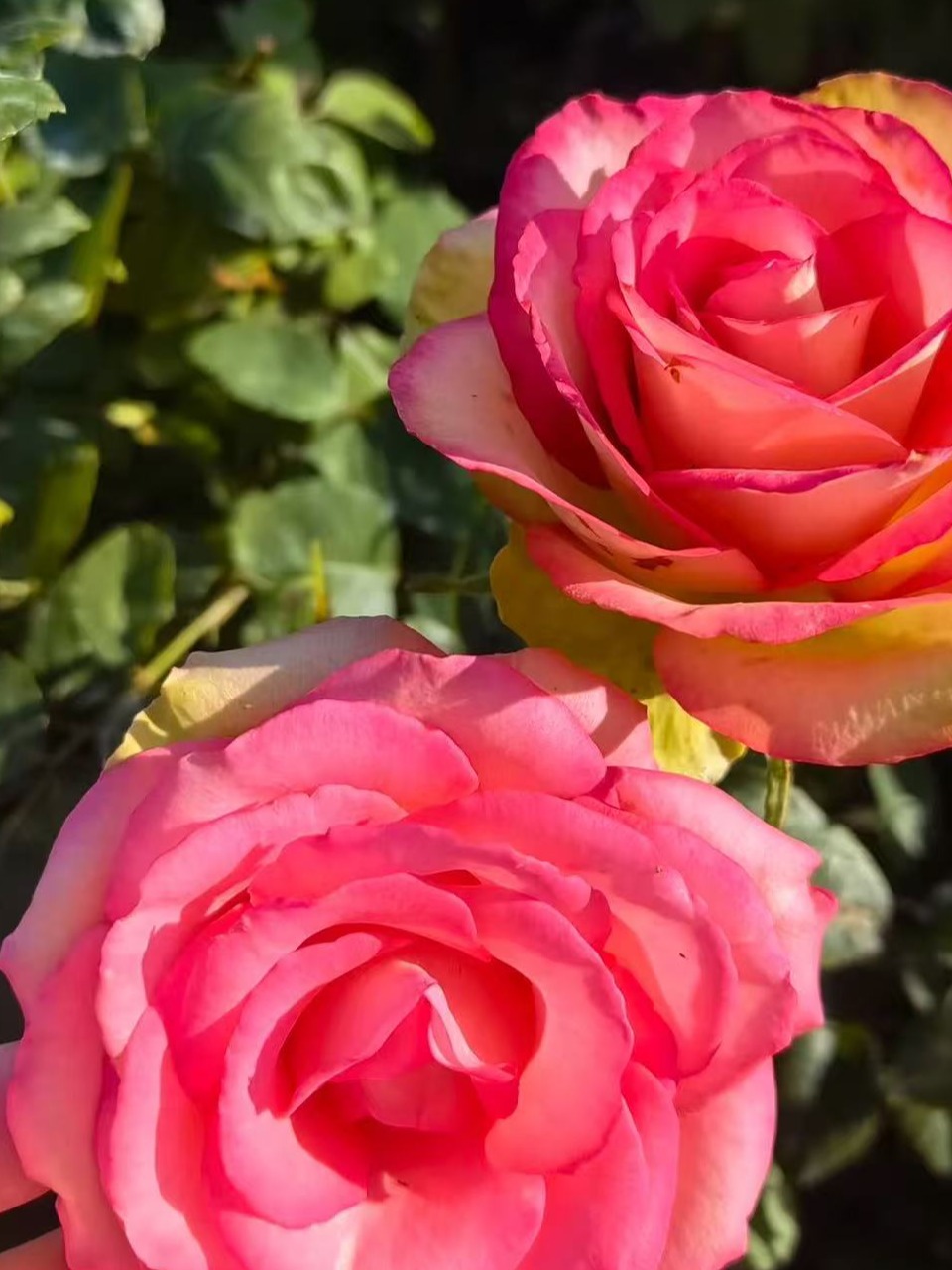 一加仑混苗  不包对版 不认品种