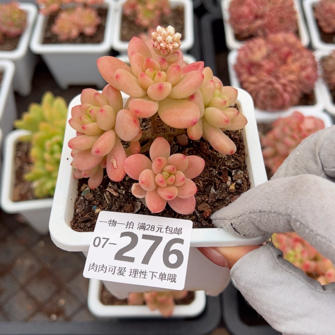 香格里拉多肉多肉多肉多肉