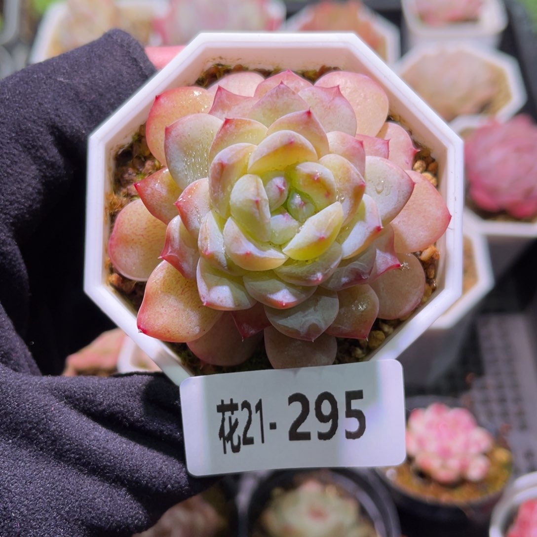 花利美21-295冰钻