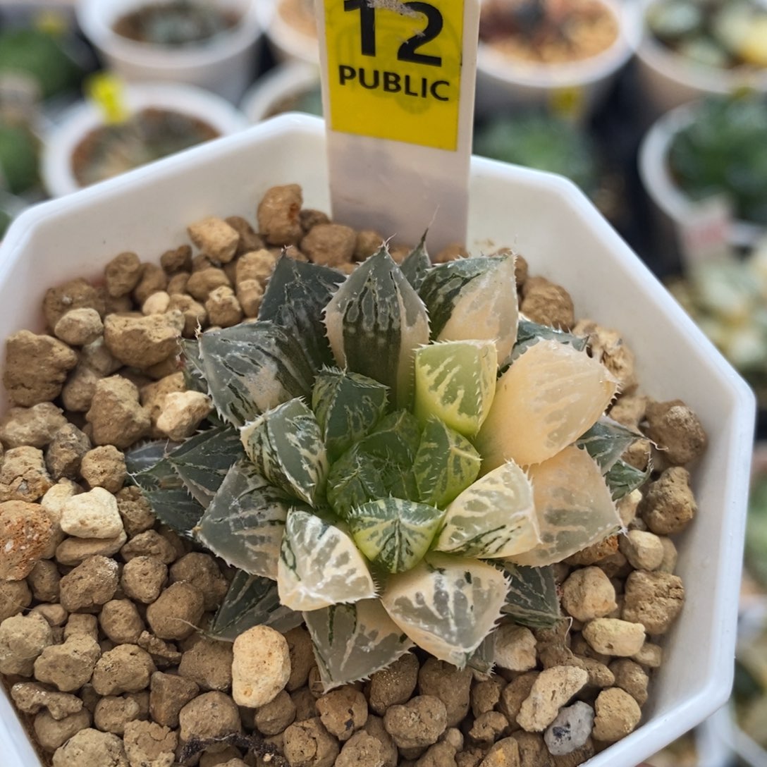 不开花植物12楼兰