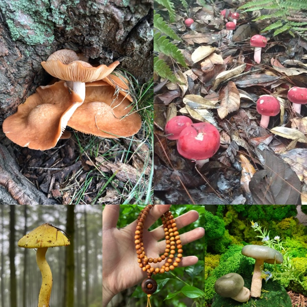 【土特产菇508】净含量15g