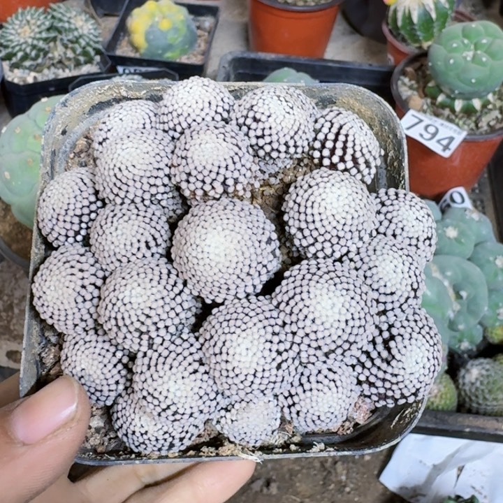 140自根松针牡丹群仙人球