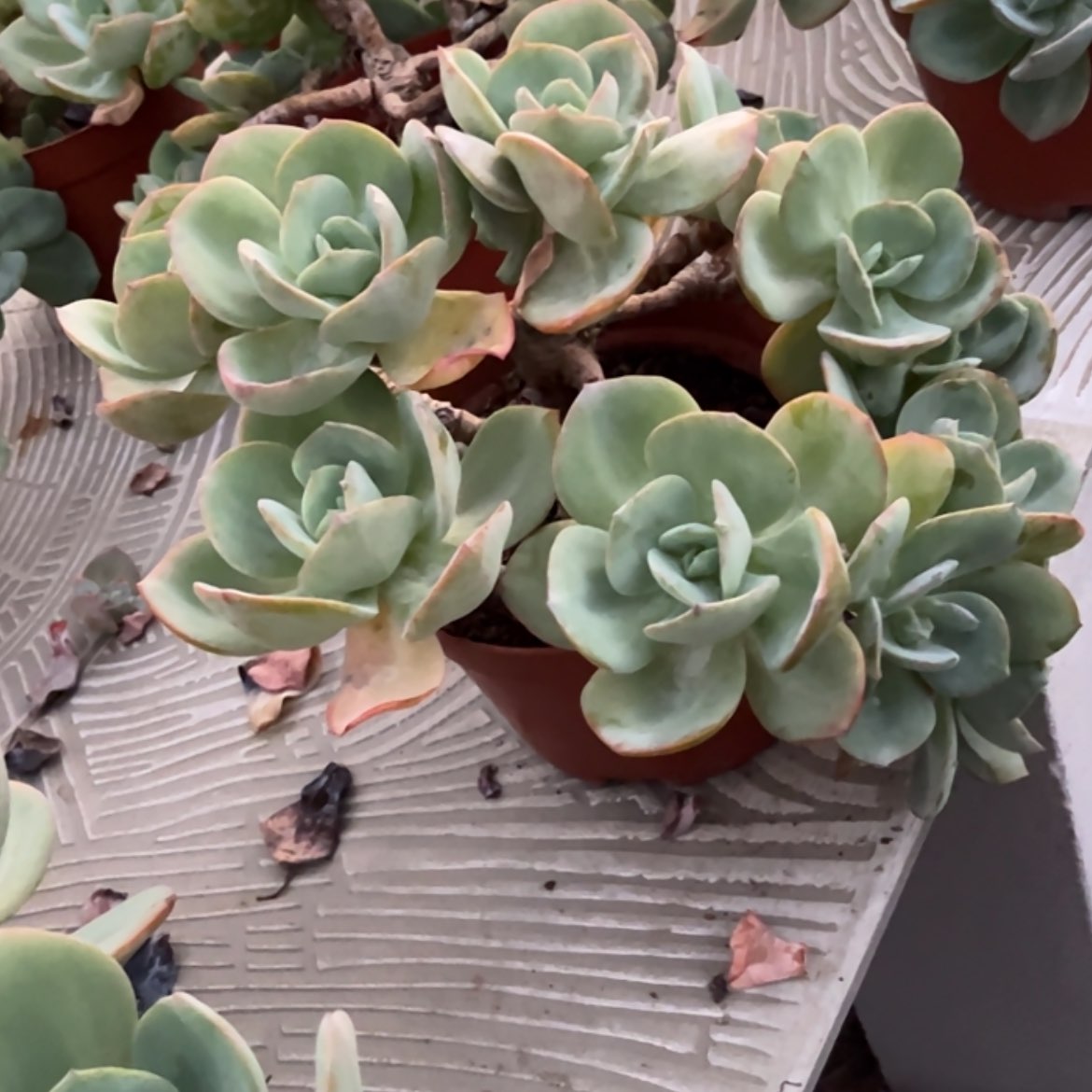 【闪购商品】无花朵顺**?