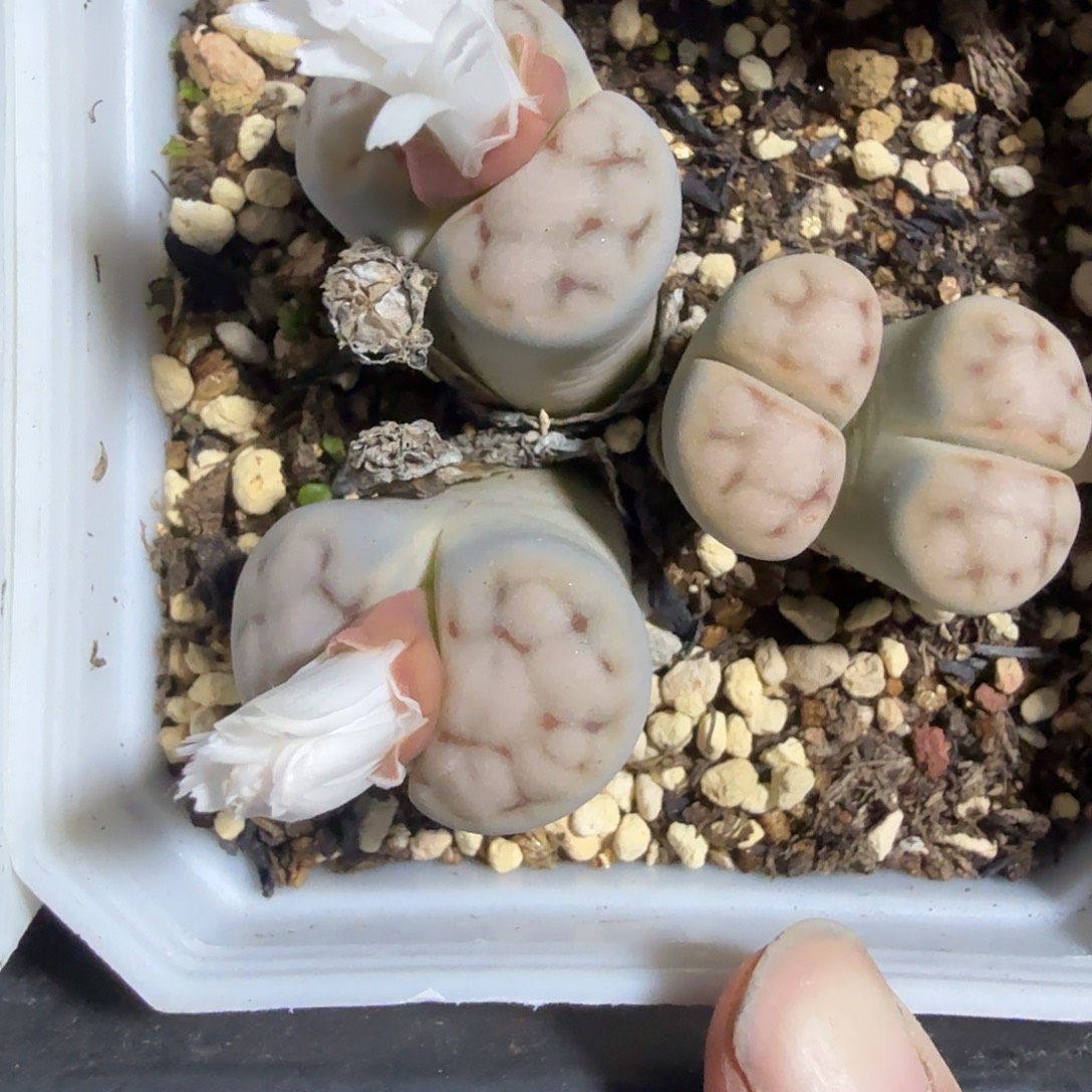 是因为他们没有勇气离开他421