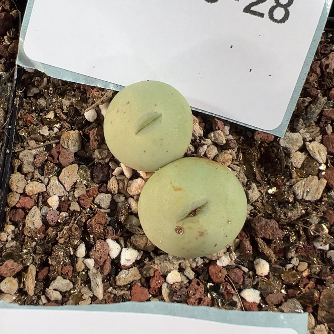 26-28肉锥多肉植物，