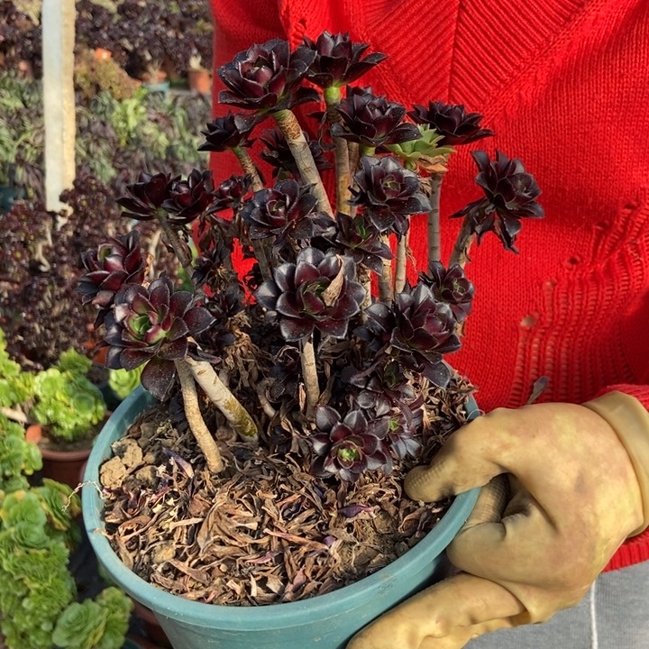 304黑法师朵朵阴阳