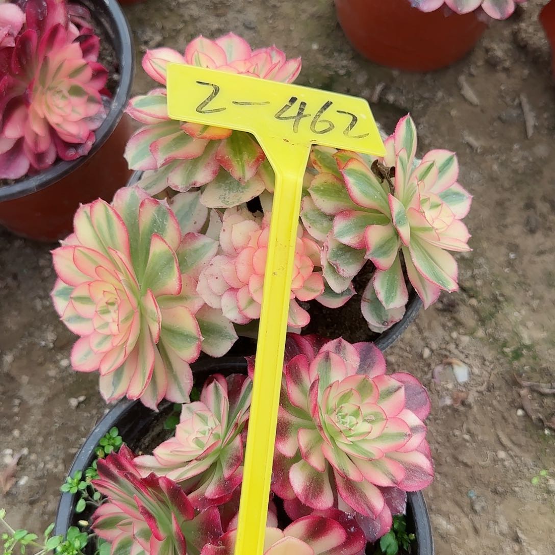 2-462+++多头多肉植物