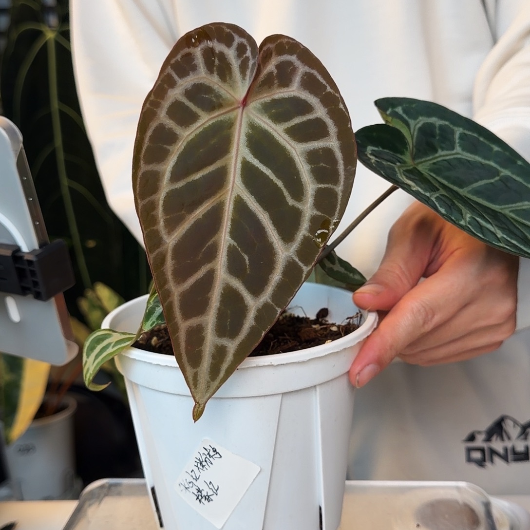 完全开放A66 SKG红杂粉柠檬