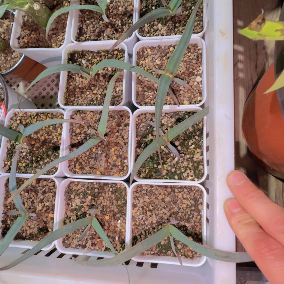 块根植物块根植物