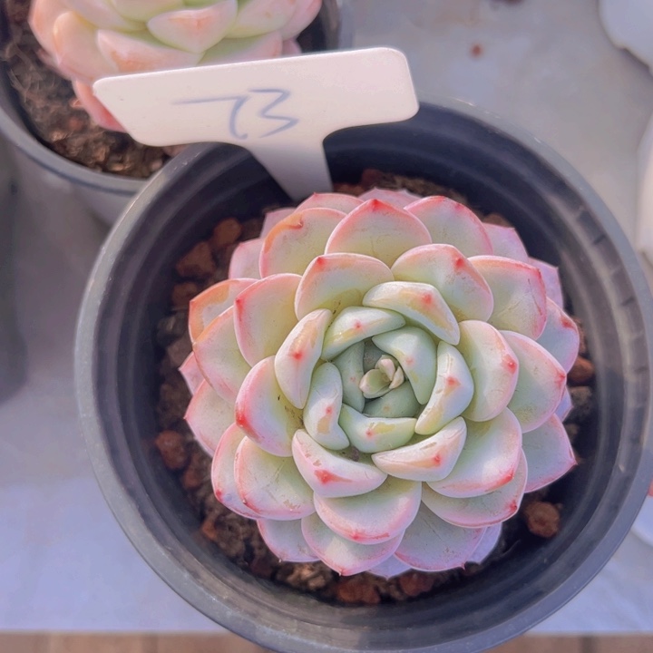 健健康康平平安安