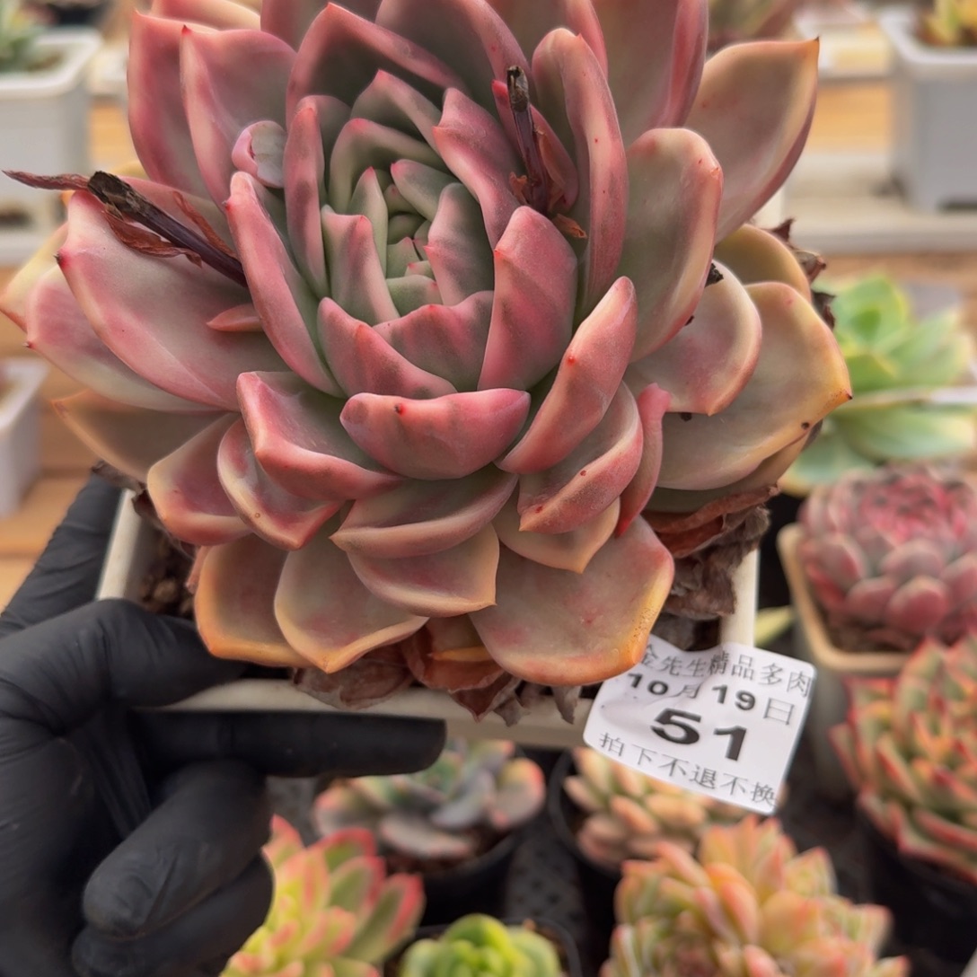 1019-51香槟锦单头