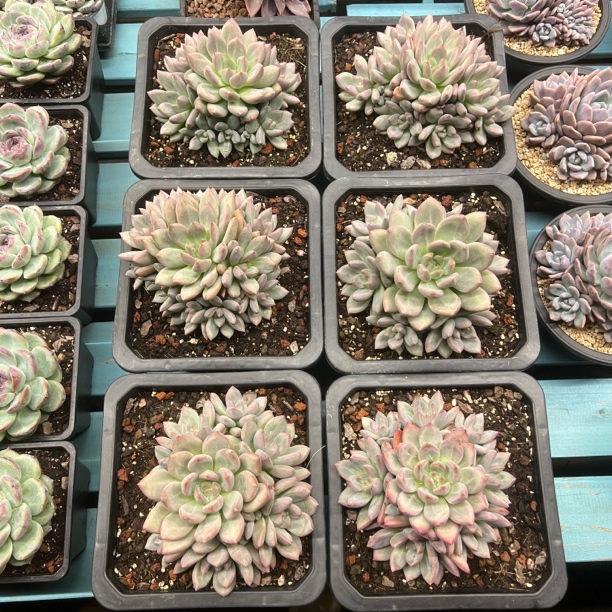 香克斯美人手捧花220盆旺财多肉