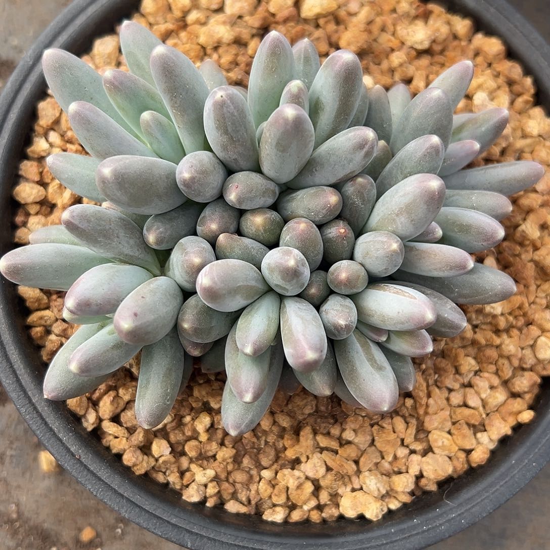 12025092 乌拉奶美人群生