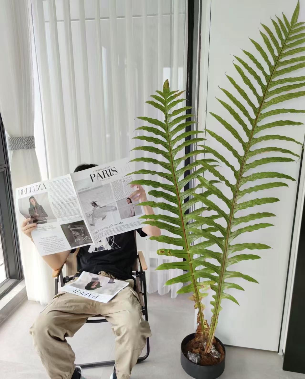 室内绿植王冠蕨耐阴好养大型蕨类琴叶榕植物懒人必备客厅大型绿植