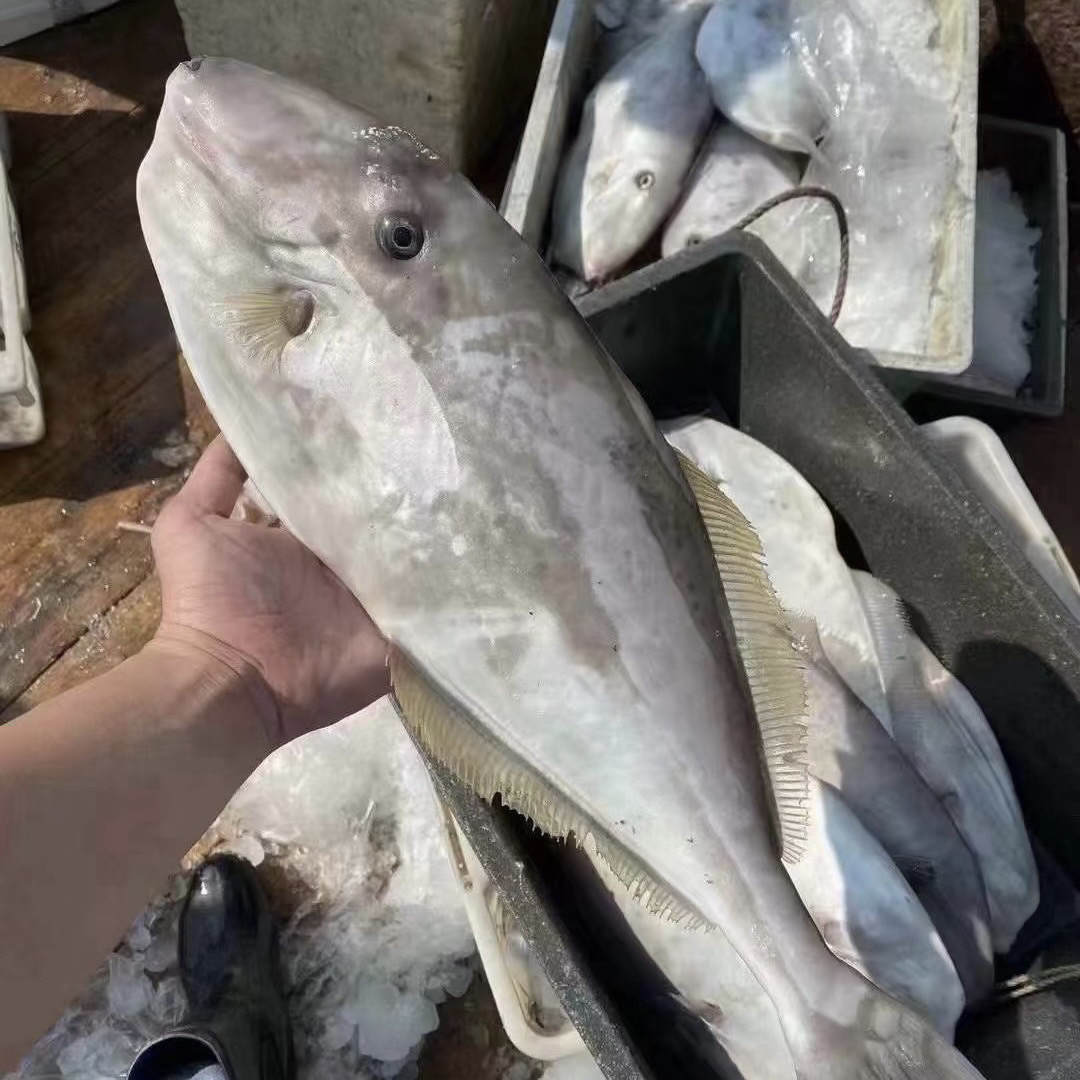 广东汕尾野生海捕大剥皮鱼