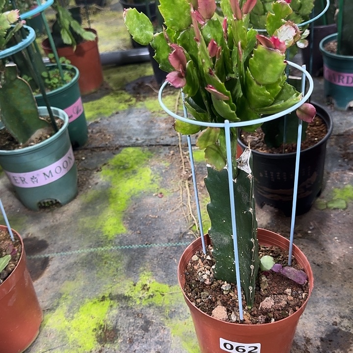 用***0完全开放062嫁接037