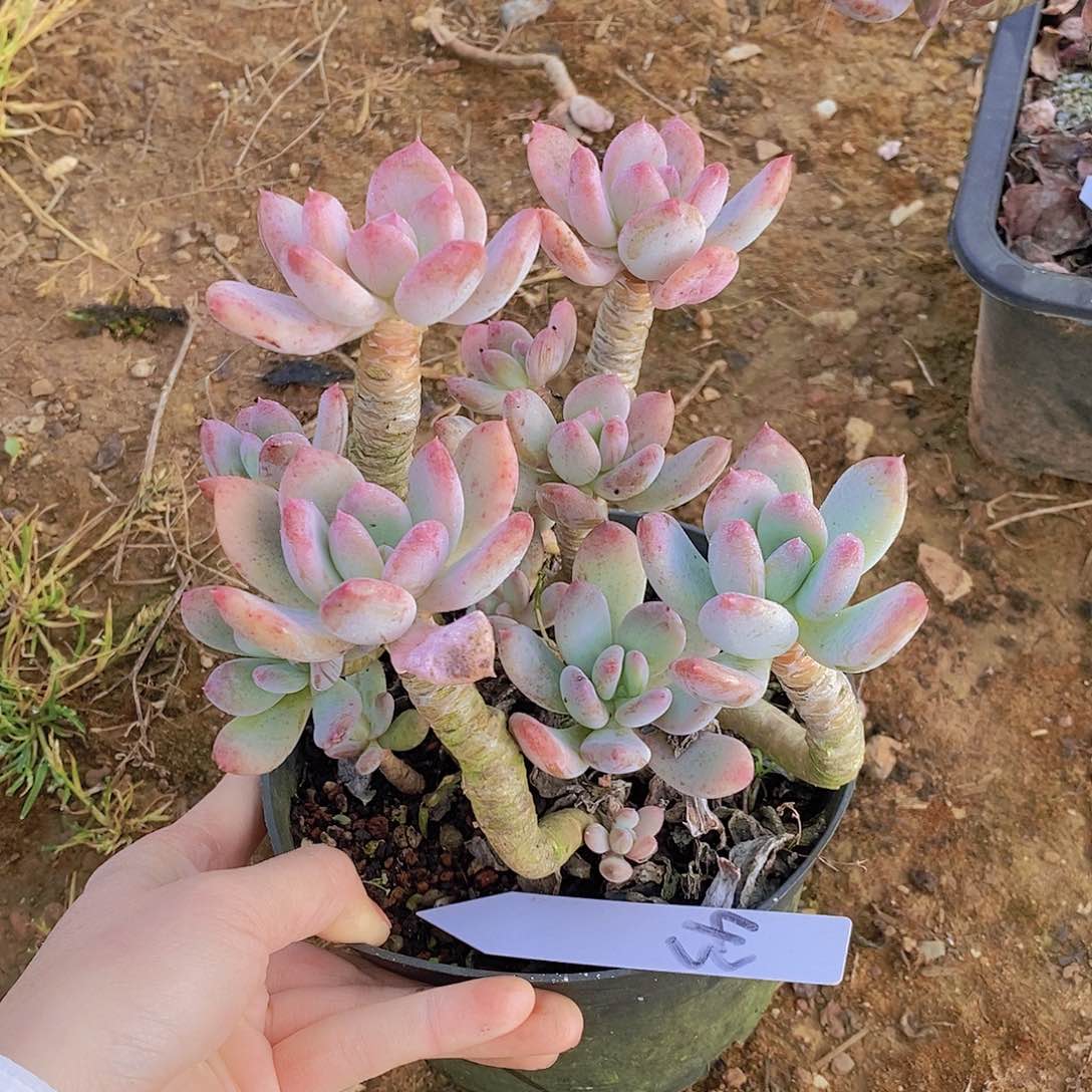 43多肉植物老桩11