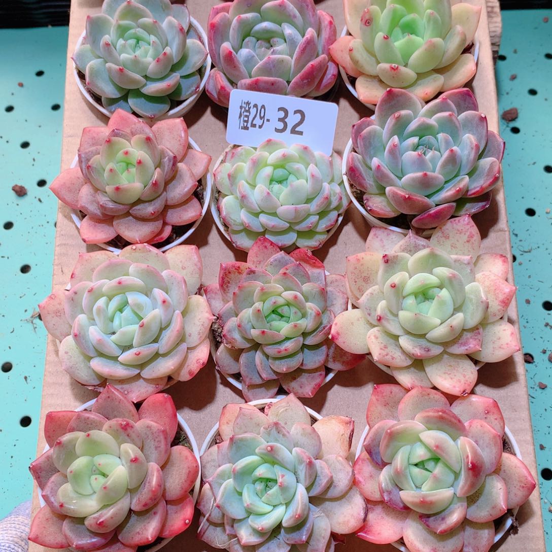 29-32一物一拍多肉带盆18颗