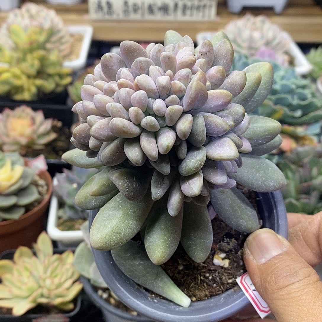 0672 福利醉美人缀 不售后 需延时发货