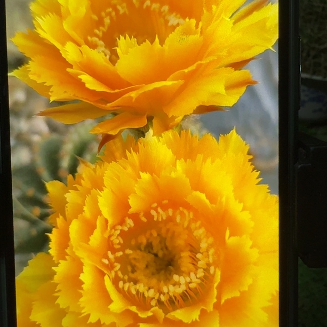 金凤，侧芽，新品，小球，