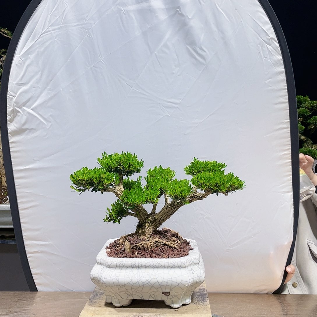 完全开放黄杨盆景四季常青