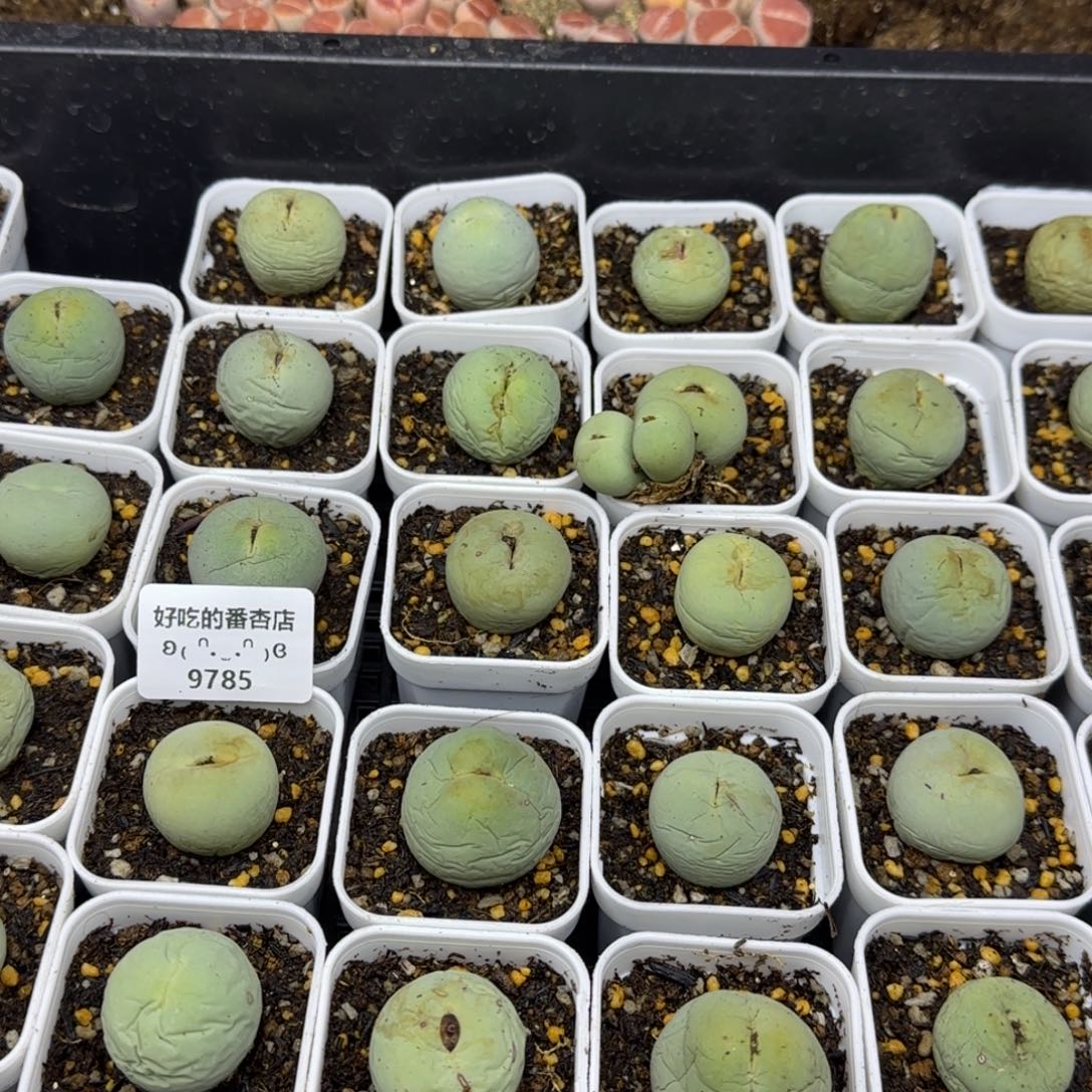 家***怀运费。。。。。。。。。。。。。。。。。。