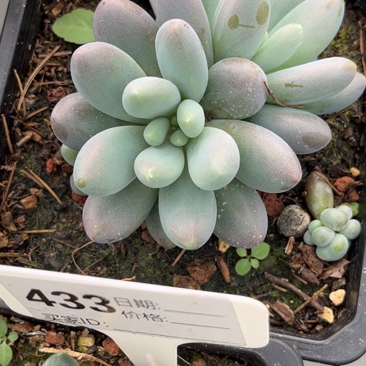 美人系多肉植物754