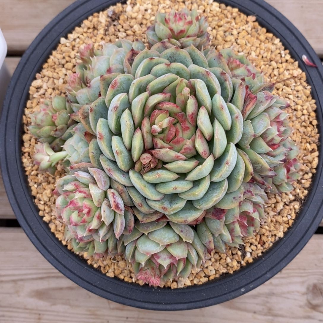 女神节快乐全场5678折起3月7号-冰焰心3