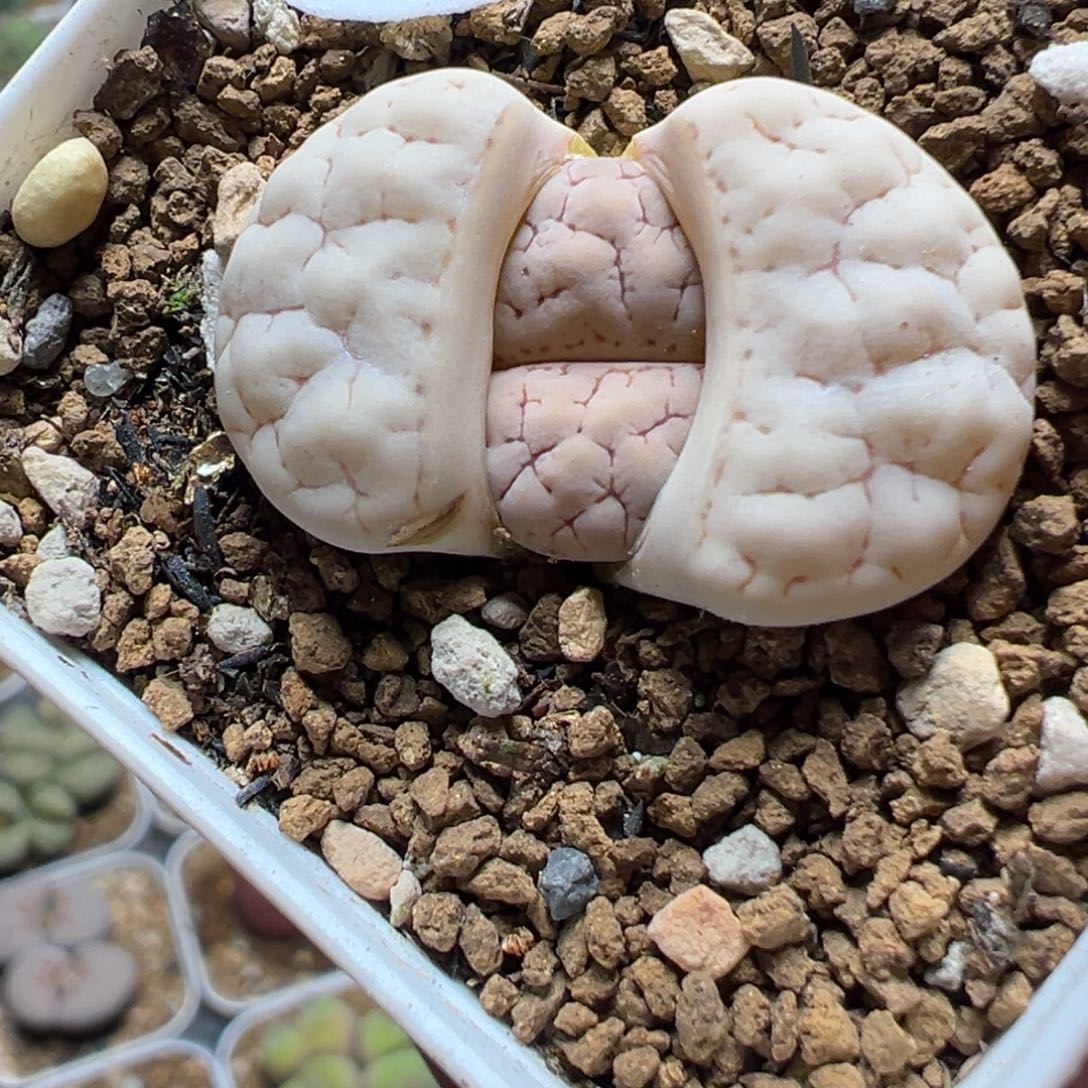 粉荒多肉百科植物5