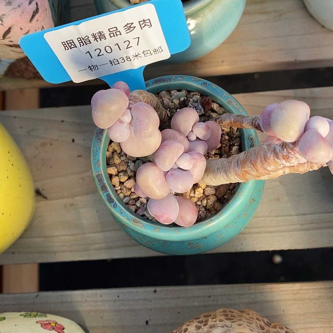 127v目前烧烤木架咯