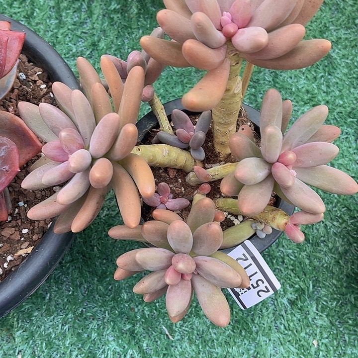 糖果美人25112多肉植物