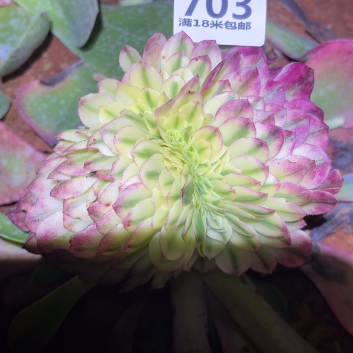 703海仙缀化掌心多肉法师锦，我