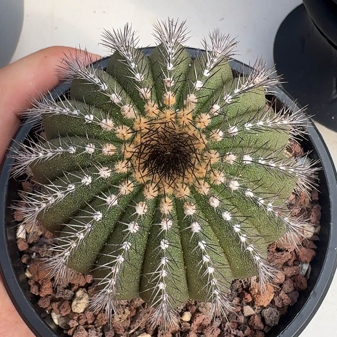 实生尤伯球仙人球