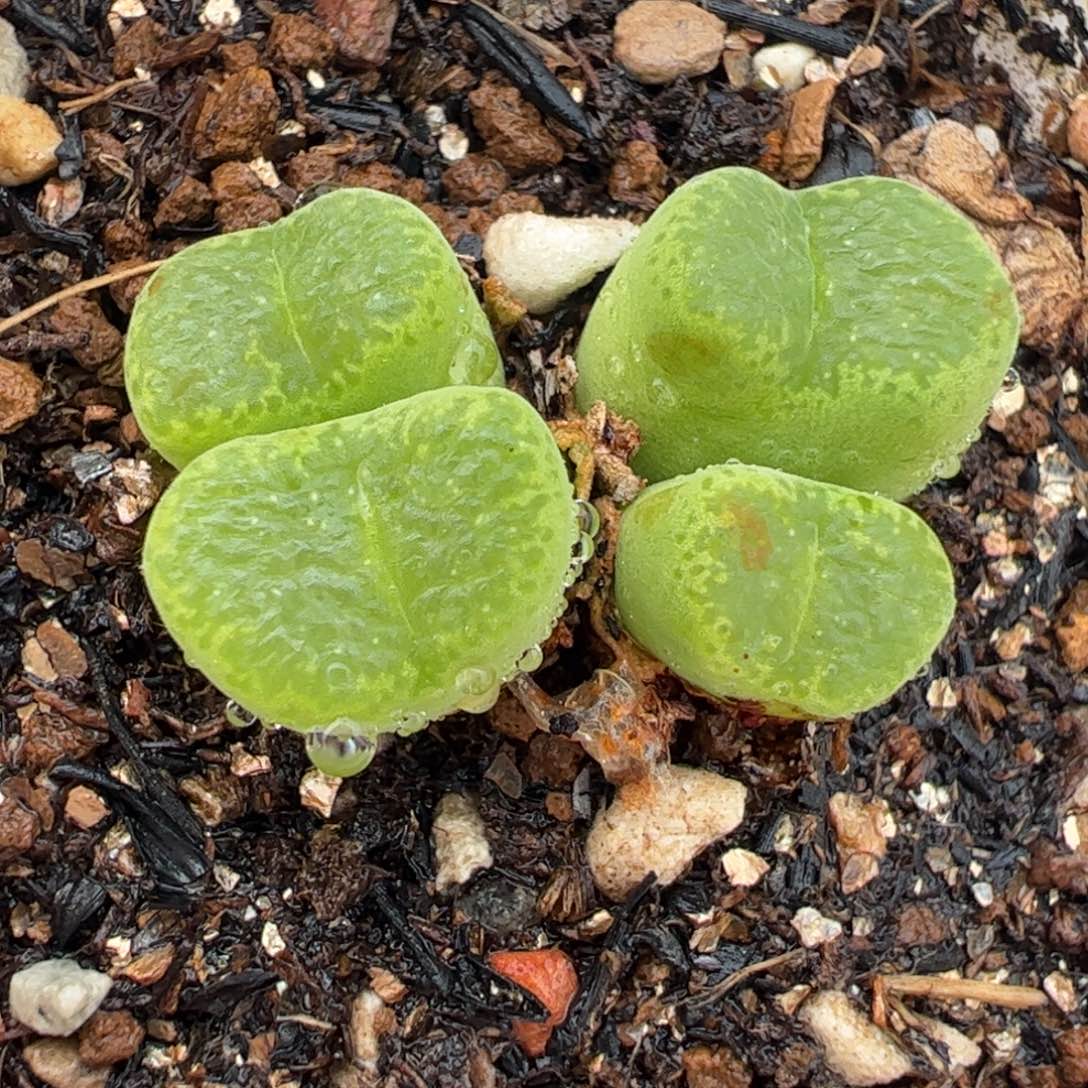 745多肉植物百科