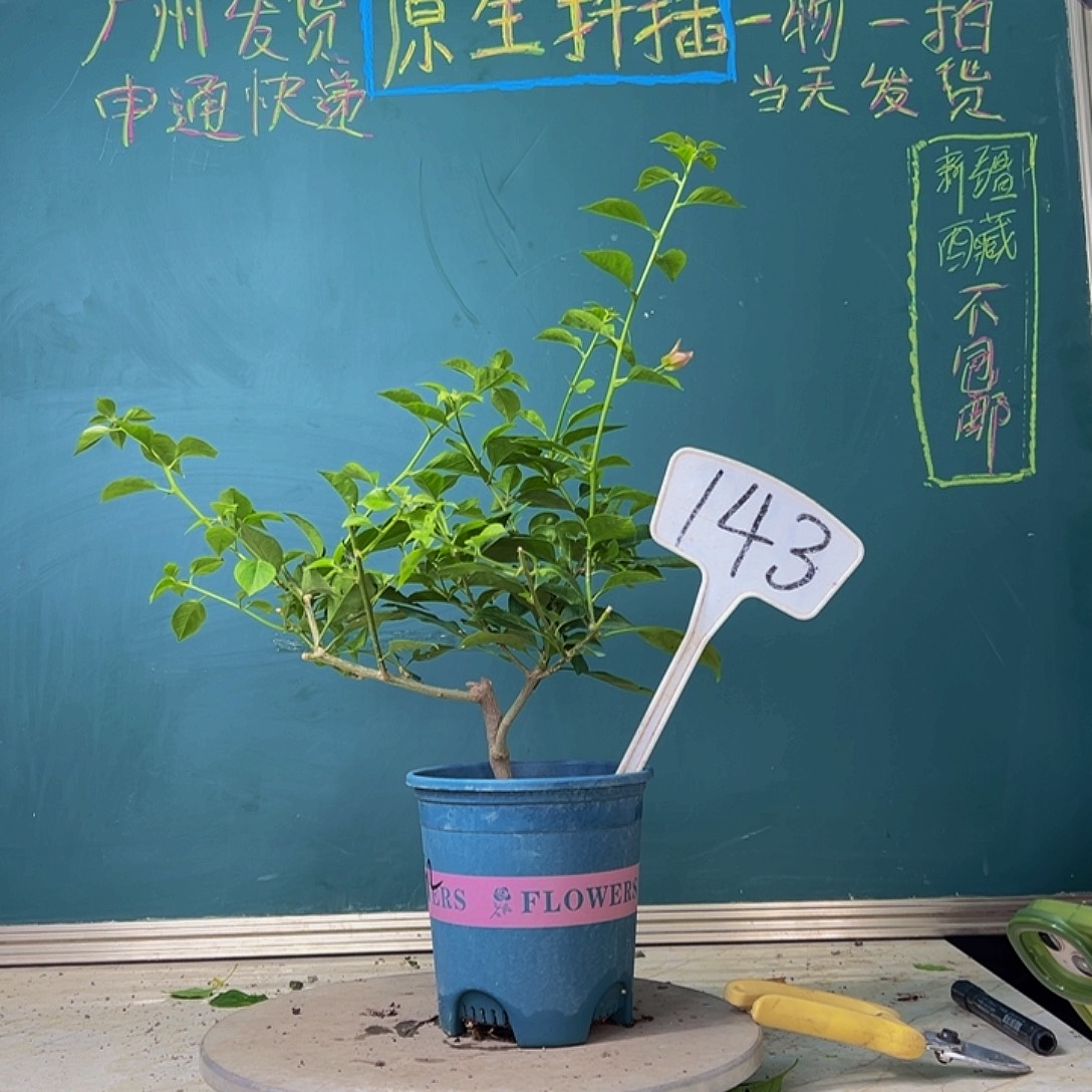 当前无花栽培后可以开花酒红 143