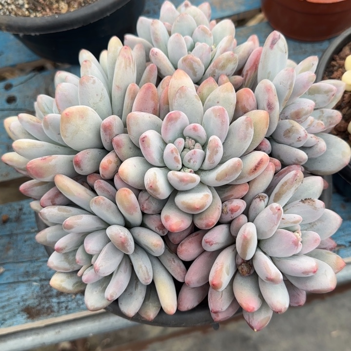 香水，一物一拍，看好下单