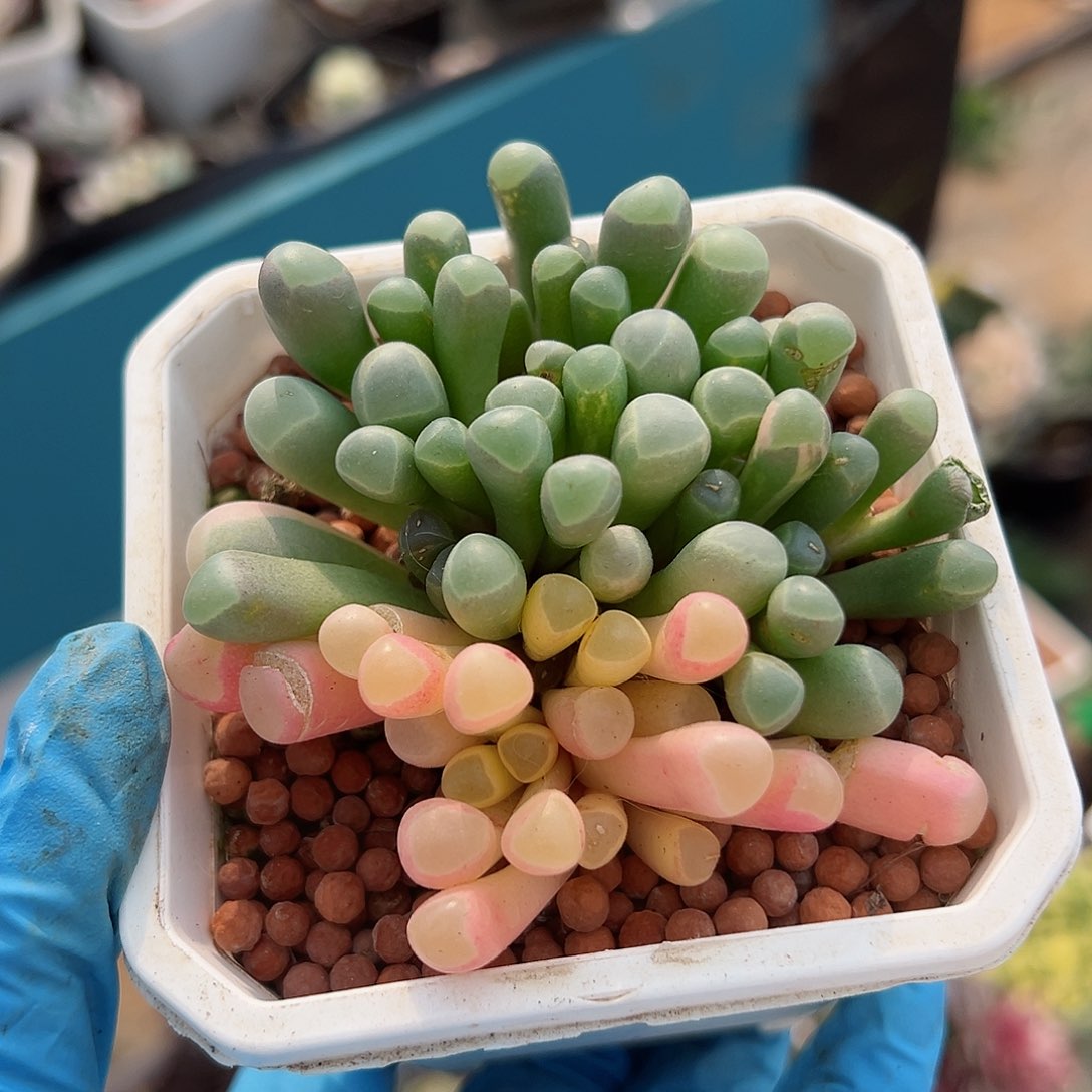 五十铃玉锦，多肉植物