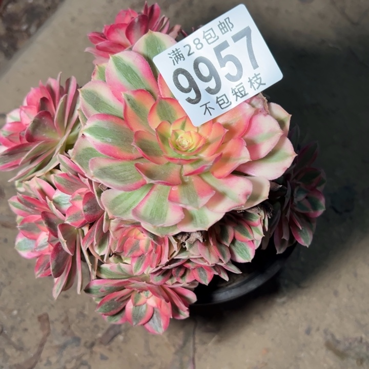 9957多肉植物法师倾城